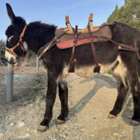 - Bât du loueur pour âne de grande taille +130 - Grande randonnée Cab'âne - 404 -