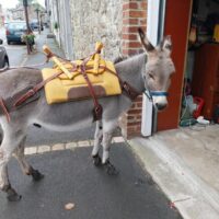 Bât pour âne mini (-105) - Bât mini - 400 - Cab'âne