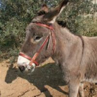 Bride pour âne 'malin' - 116