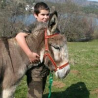 Licol en cuir pour âne - 135 - Cab'âne