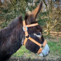 - Licol en cuir pour âne Cab'âne - 135 -