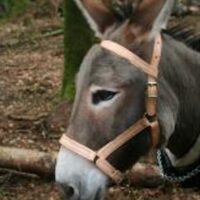 Licol pour âne en cuir  doublé  Cab'âne  - 128 -