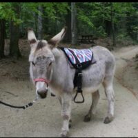 Selle monte à cru pour âne PM - 109