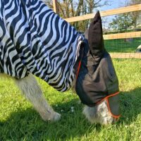 Bonnet  anti-mouches  avec oreilles pour âne Cab'âne - 1271 -