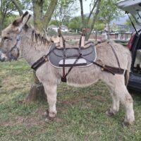 Bât de grande randonnée pour âne de ( 115/130 )- Bât du  loueur   Cab'âne - 408 -