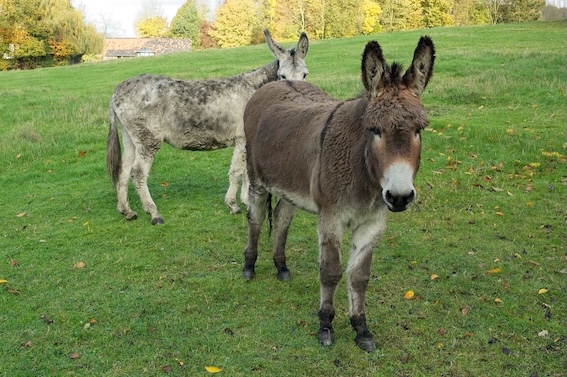 photo ane en automne